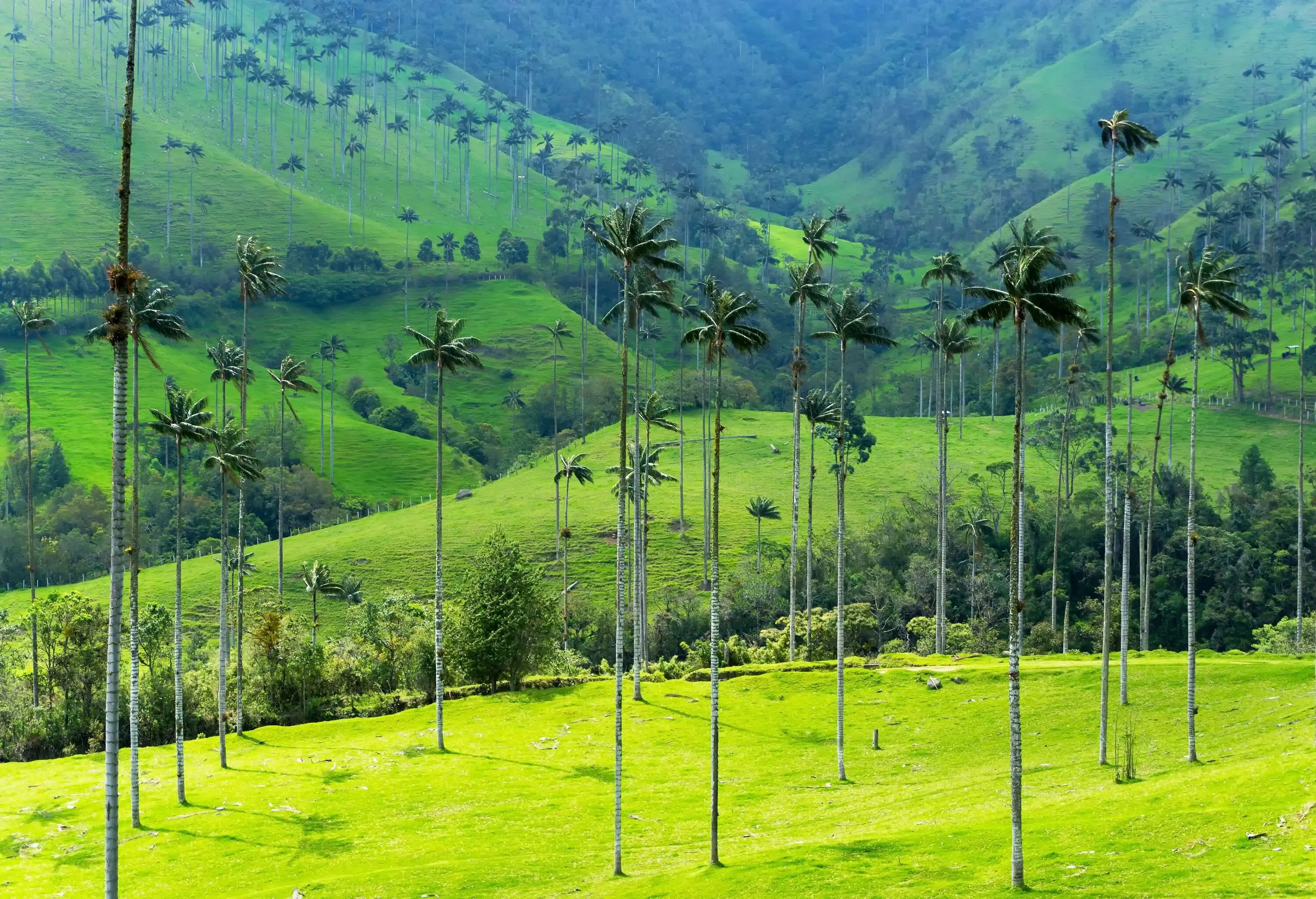 Landscape of wax palm trees in Cocora Valley near Salento, Colombia; Shutterstock ID 495745600